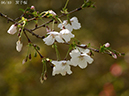 02-06双子桜20250414-0039