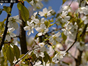 02-09霞桜20250414-0137