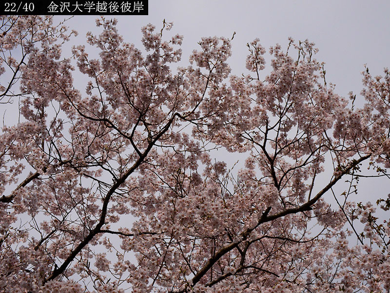02-22金沢大学越後彼岸20250426-0524