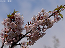 02-31寒桜20250426-0841