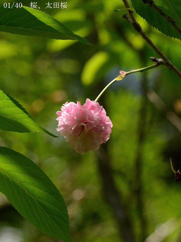 02-01太田桜20250504-0381