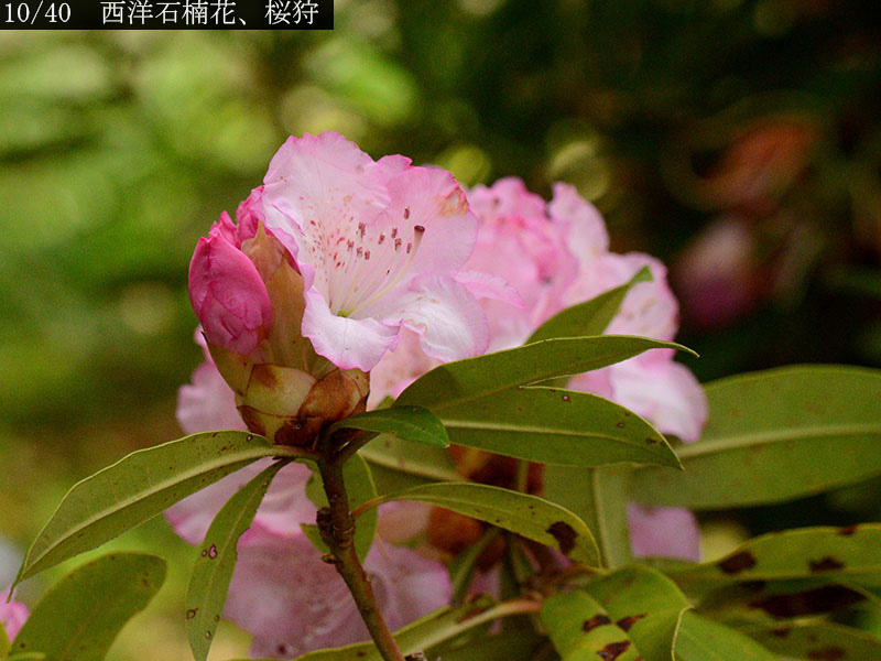 02-10西洋石楠花、桜狩20250504-0035