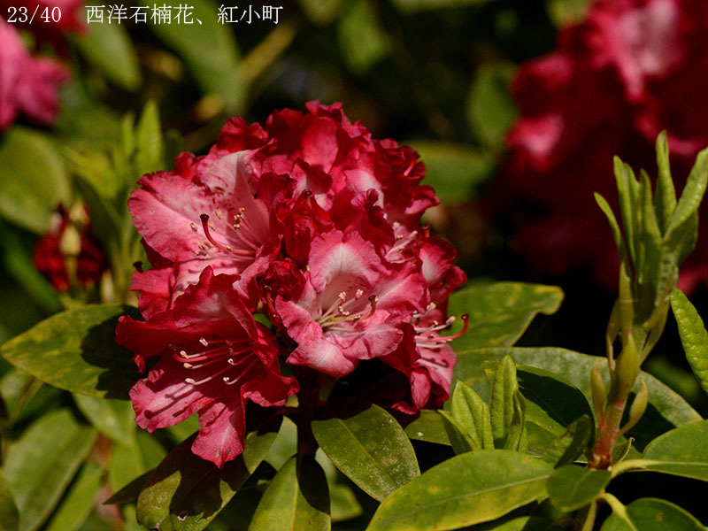 02-23西洋石楠花、紅小町20250504-0208