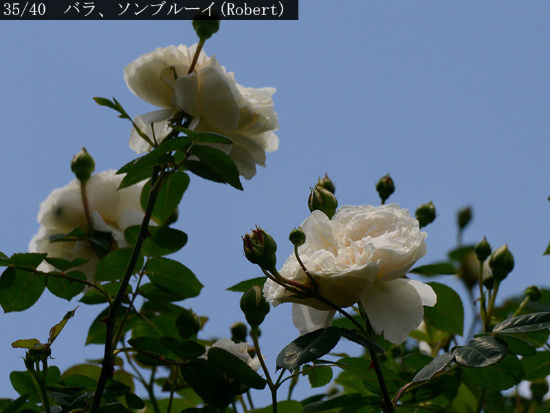 02-35バラ、ソンブルーイ(Robert)20250504-0600