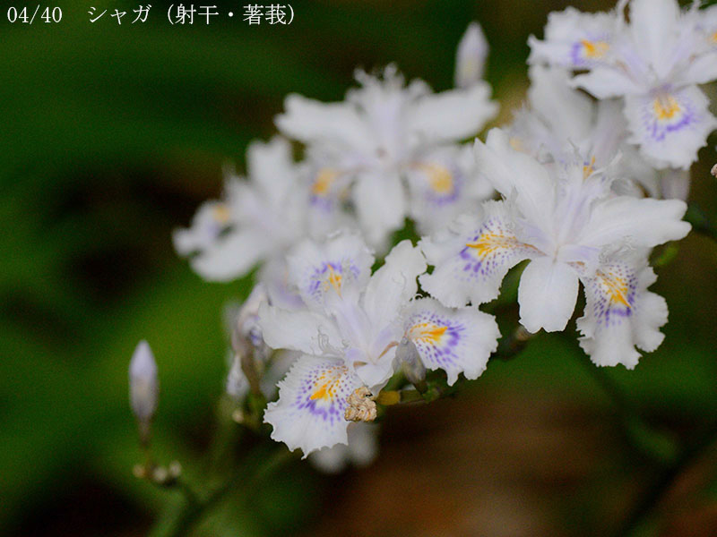 02-04シャガ20250504-0001