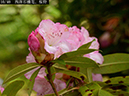 02-10西洋石楠花、桜狩20250504-0035