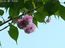 02-02太田桜20250504-0400