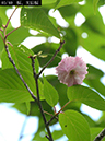 02-03太田桜20250504-0403
