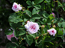 %_tempFileName003-20080524-0262%