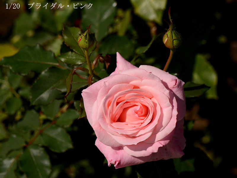 200-001-ブライダル・ピンク20251024-0038