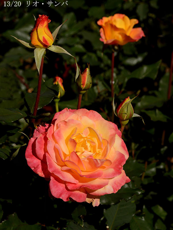 200-013-リオ・サンバ20251024-0319