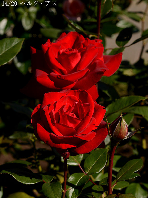 200-014-ヘルツ・アス20251024-0394