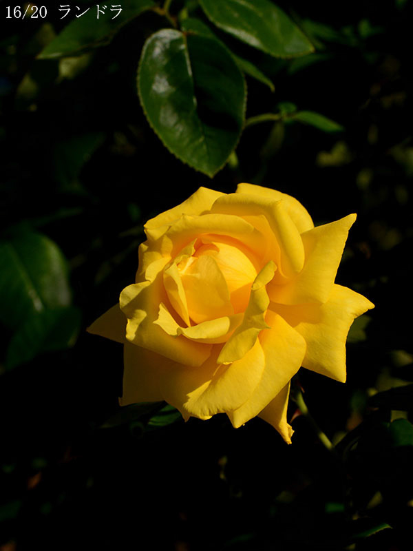 200-016-ランドラ20251024-0553