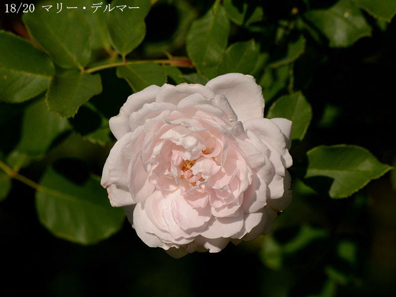 200-018-マリー・デルマー20251024-0840