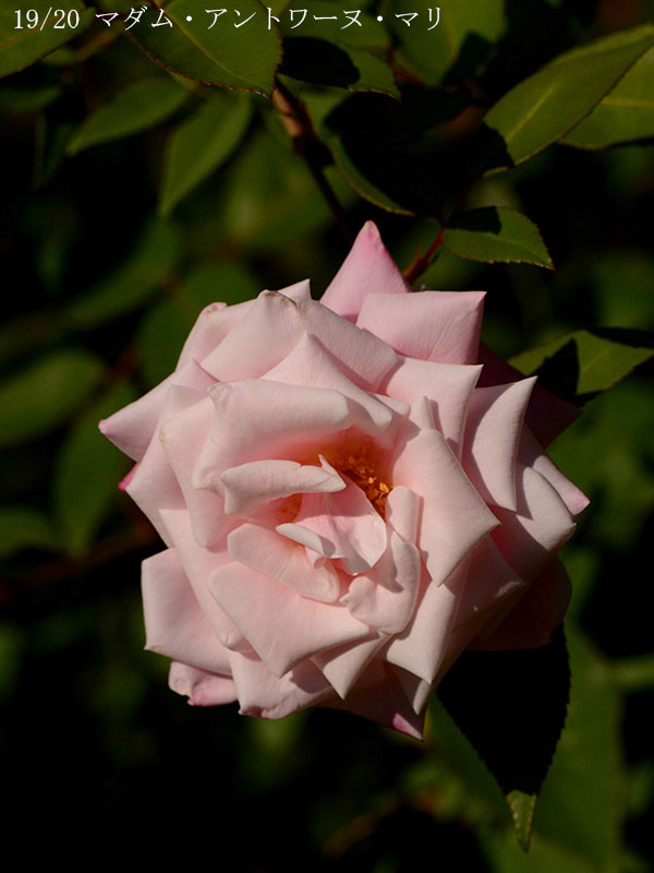 200-019-マダム・アントワーヌ・マリ20251024-0892