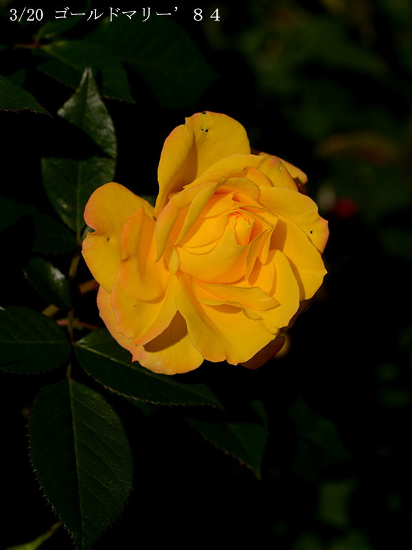 200-003-ゴールドマリー’８４20251024-0099