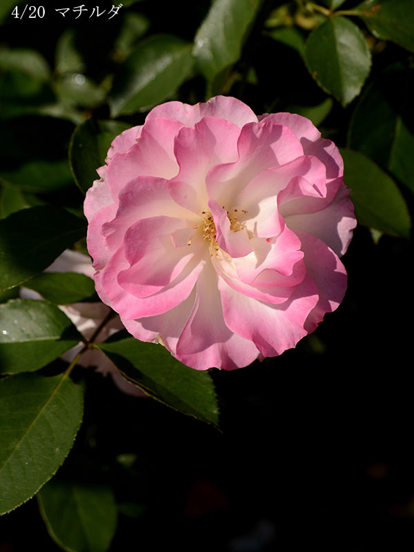 200-004-マチルダ20251024-0100