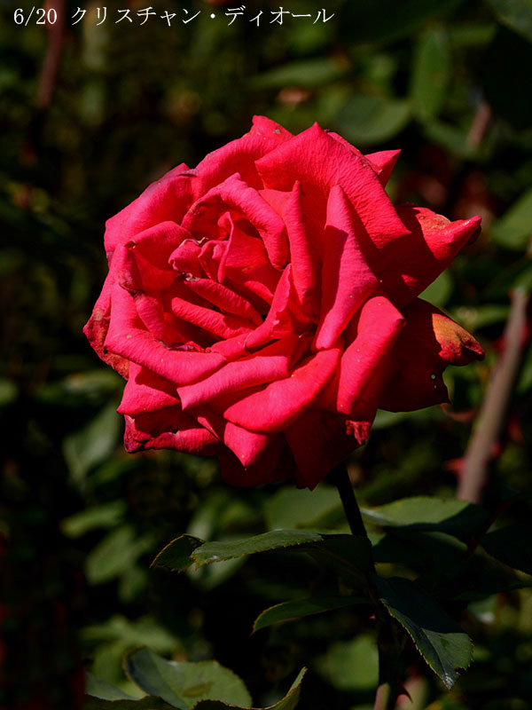 200-006-クリスチャン・ディオール20251024-0153