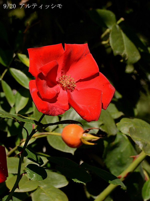 200-009-アルティッシモ20251024-0257