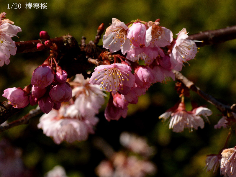 01椿寒桜-20260312-0121