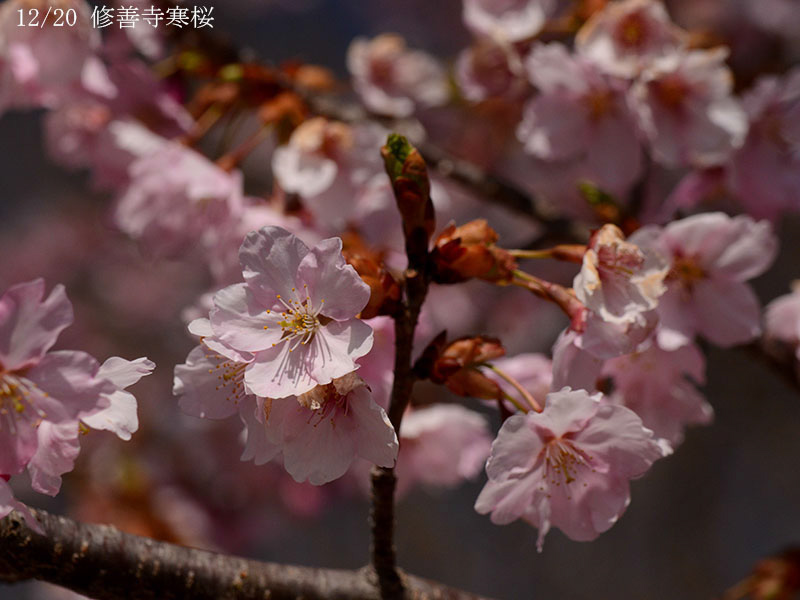 12修善寺寒桜-20260317-0110