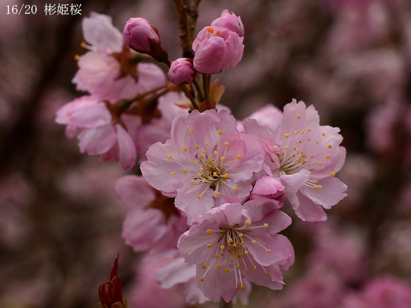 16彬姫桜-20260322-0493