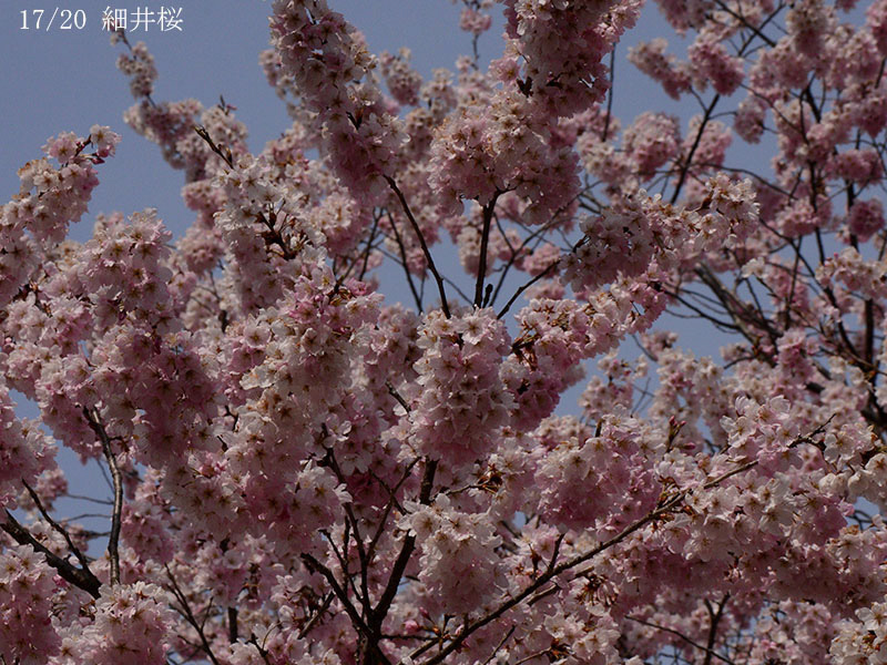 17細井桜-20260322-0025