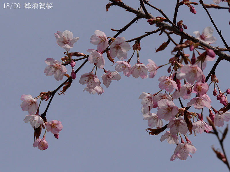 18蜂須賀桜-20260322-0043