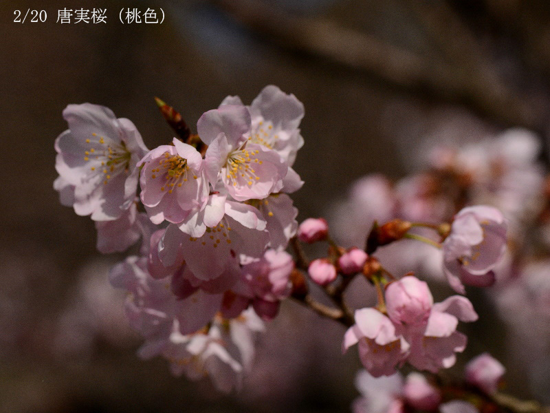 02唐実桜桃色-20260317-0011