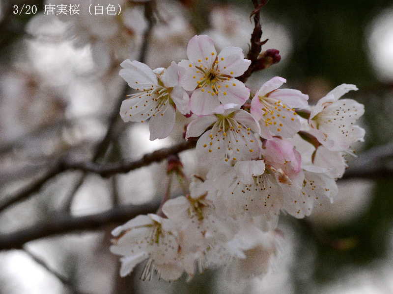 03唐実桜白色-20260322-0013
