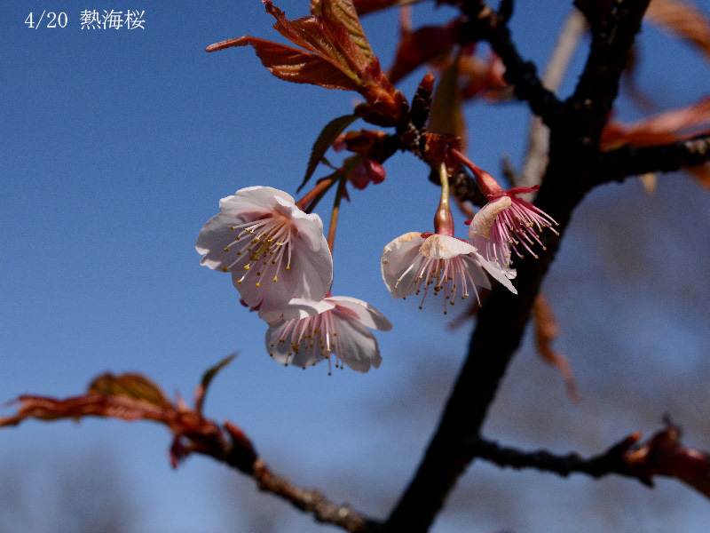 04熱海桜-20260312-0123