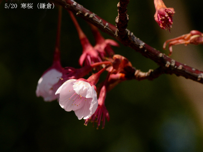 05寒桜（鎌倉）-20260312-0136