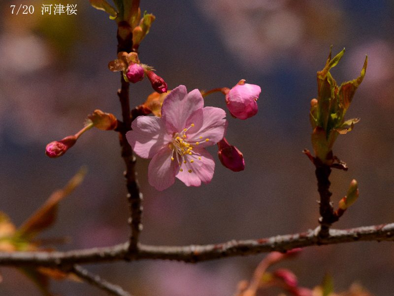 07河津桜-20260317-0064