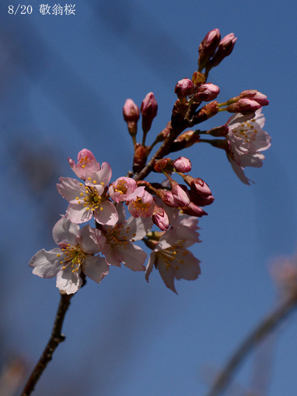 08敬翁桜-20260317-0260