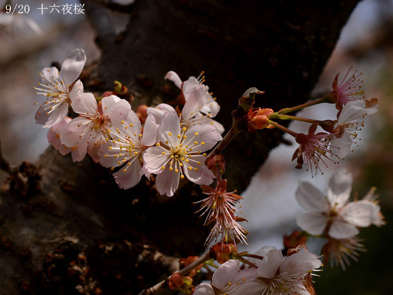 09十六夜桜-20260324-0461