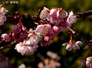 01椿寒桜-20260312-0121
