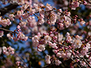 11大寒桜-20260312-0074