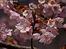 12修善寺寒桜-20260317-0110