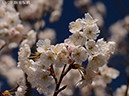 13暖地桜桃-20260317-0152