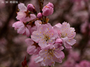 16彬姫桜-20260322-0493