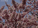 17細井桜-20260322-0025
