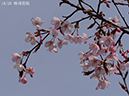 18蜂須賀桜-20260322-0043