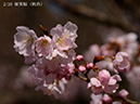 02唐実桜桃色-20260317-0011