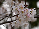 03唐実桜白色-20260322-0013
