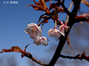 04熱海桜-20260312-0123