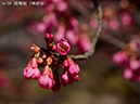 06緋寒桜（寒緋桜）-20260312-0149