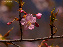 07河津桜-20260317-0064
