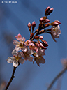 08敬翁桜-20260317-0260