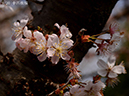 09十六夜桜-20260324-0461