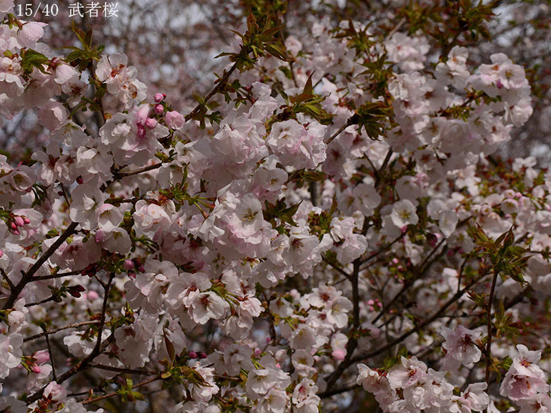 15武者桜-20260405-0018
